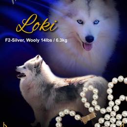 Loki - Pomsky