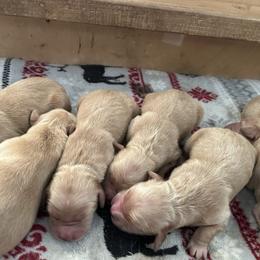 Male 6 - Golden male Golden Retriever puppy in Bonanza, Oregon from Gold 'N Dust Ranch