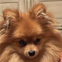 Ruby - Pomeranian