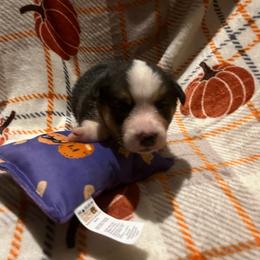 Cheese ball - Black and tan male Pembroke Welsh Corgi puppy in Winneconne, Wisconsin from LaLoba’s Corgis