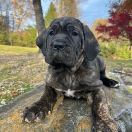 Apollo - Chestnut brindle male Cane Corso puppy in Lititz, Pennsylvania from Lititz Cane Corsos