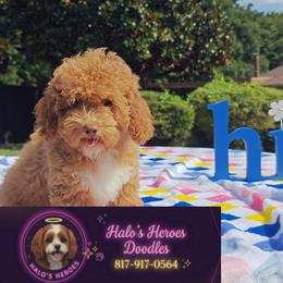 Brittany 8 1 7 - 9 1 7 - 0 5 6 4 - Red female Cavapoo puppy in Dallas, Texas from Halo's Heroes Doodles