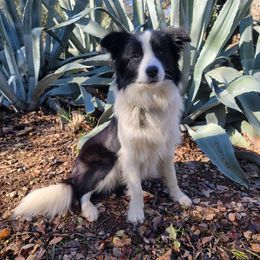 Cerberus - Border Collie