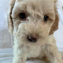 Doc - Red and white male Cockapoo puppy in Adrian, Oregon from ApplebyFarm