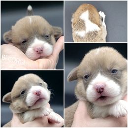 Cupid - Blue Pembroke Welsh Corgi puppy in Post Falls, Idaho from Best Friend Corgi