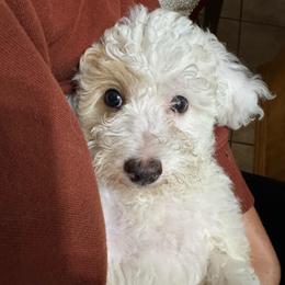 Bashful - White female Poodle puppy in Akeley, Minnesota from Blessed Acres Miniature Poodles
