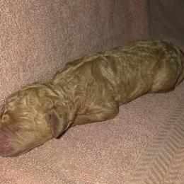 Arlo - Apricot male Goldendoodle puppy in Vinton, Iowa from Doodles to Love