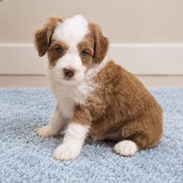 Stetson - Red  male Goldendoodle puppy in Floyd, Virginia from Hearts and Paws Poodles and Doodles