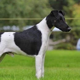 AJ - Smooth Fox Terrier