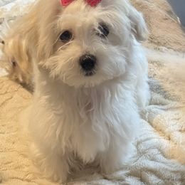 Maltese Puppies from The Royal Furbabies