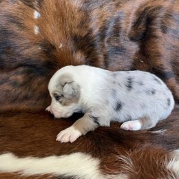 Australian Shepherd Puppies from Victoria Abbott