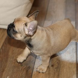 French Bulldog Puppies from Camp Fine Frenchies