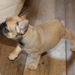 French Bulldog Puppies from Camp Fine Frenchies