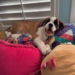 Pink Collar - Mahogany and white female Saint Bernard puppy in Double Springs, Alabama from St Bernard Kingdom, LLC