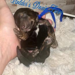 Grumpy - Black and tan male Dachshund puppy in Atwood, Oklahoma from Holder’s Doxie Farm