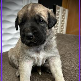 Purple - Fawn female Anatolian Shepherd Dog puppy in Clark, Wyoming from Fyne Acres
