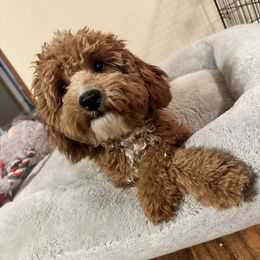Aubree - Goldendoodle