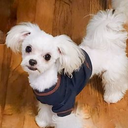 Peter - Maltese