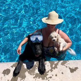 Bichon Frises and Great Danes from Calvada Danes and Bichons