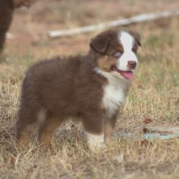 Miniature Australian Shepherd Puppies from MAC's Cirkles 8 Aussies
