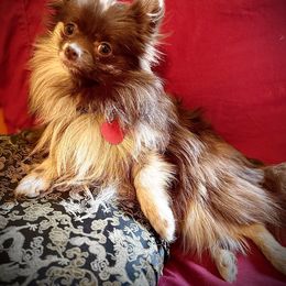 Coffee Bean - Pomeranian