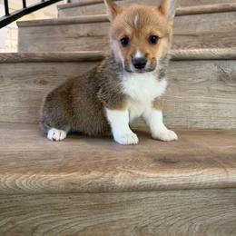 Opal - Red female Pembroke Welsh Corgi puppy in Phelan, California from Desert Sunset Pembroke Welsh Corgis