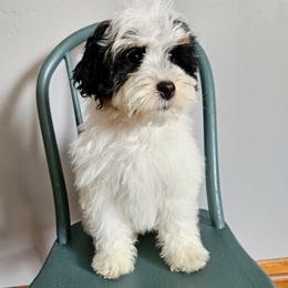 Clove - Tri-color female Bernedoodle puppy in Granton, Wisconsin from Rose River Farms