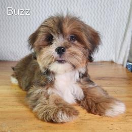Buzz - Brown male Lhasa Apso puppy in Jefferson, New York from Absolute Lhasa Love