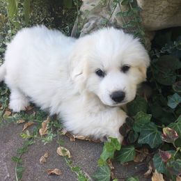 Great Pyrenees Puppies from Sugar Pine Pyrenees