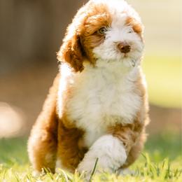 Hazel - female Australian Mountain Doodle puppy in Temecula, California from Country Hills Doodles