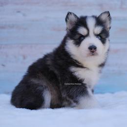 Coal - Black and white male Pomsky puppy in Boca Raton, Florida from Cardinal Point Pomskies
