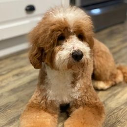 Rio - Australian Labradoodle