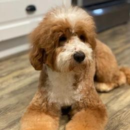 Rio - Australian Labradoodle