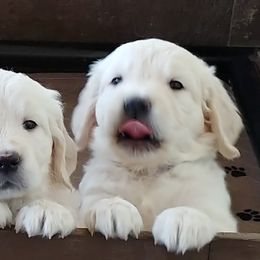 Golden Retriever Puppies from White Valley Goldens