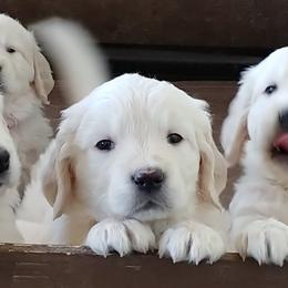 Golden Retriever Puppies from White Valley Goldens