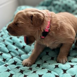 Dachshund and Golden Retriever Puppies from Wyo Dachshunds & Goldens