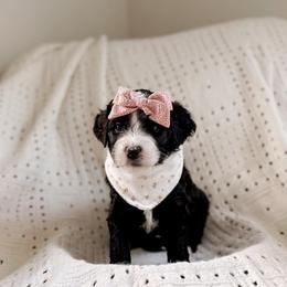 Mercy - Black and white female Bernedoodle puppy in Cold Spring, Minnesota from A.N.A. Doodles
