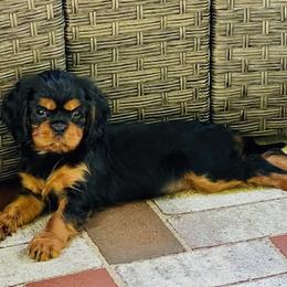 Mia - Black and tan female Cavalier King Charles Spaniel puppy in Clemmons, North Carolina from Crown Jewel Cavaliers