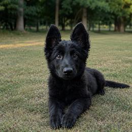 W6 Collar - Black female German Shepherd puppy in Casscoe, Arkansas from Crown H Shepherds