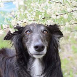Cricket - Silken Windhound