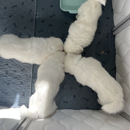 Samoyed Puppies from The Floof Brigade