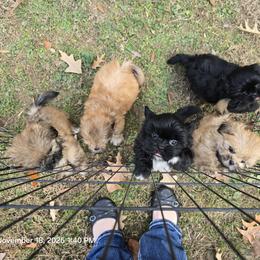 Shih Tzu Puppies from Borderland's Kennel