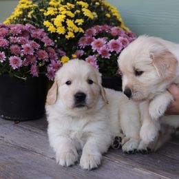 Golden Retriever Puppies from A Refined Canine