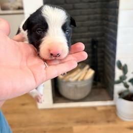 Blaze - Black and white male Border Collie puppy in Taylor, Arizona from Vowell Farm Border Collies
