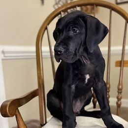 Boy 2 - Teddy - Black Great Dane puppy in Tennessee from Campbell Great Danes
