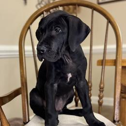 Boy 2 - Teddy - Black Great Dane puppy in Tennessee from Campbell Great Danes