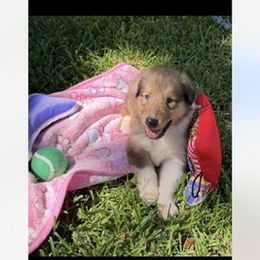 Peaches - Sable and white female Collie puppy in Carencro, Louisiana from Cajun Bayou's Collies LLC