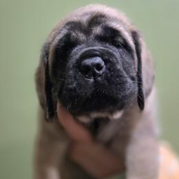 Girl 6 - Fawn female Mastiff puppy in Lake Villa, Illinois from Kharisma Mastiffs