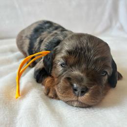 Eggs - Merle female Cavapoo puppy in Adrian, Oregon from ApplebyFarm