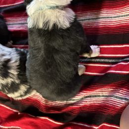 Australian Shepherd Puppies from Hayward aussies